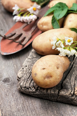  potatoes (toning)
