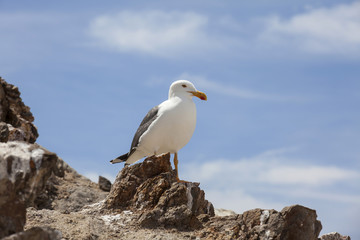 Gaviota en Bahía de los Ángeles - Baja California