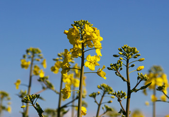 Obraz premium Canola on the field.