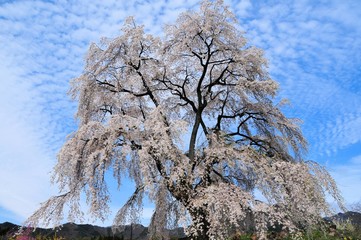 Fototapeta premium 和美の桜