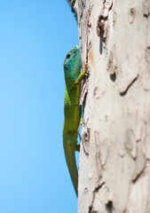 Green blue lizard on a tree