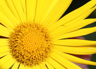 yellow daisy