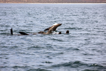 Fototapeta premium Leones marinos en Bahía de los Ángeles - Baja California
