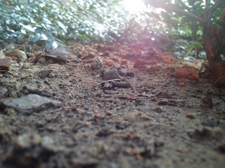 Ant view under the bush