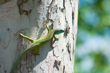 Naklejka na ściany i meble Green blue lizard on a tree
