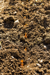 shallot in the ground