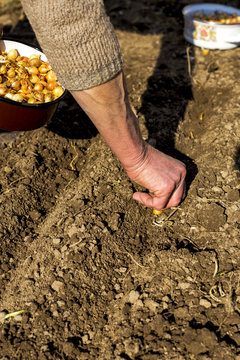 Old woman hands planting shallot