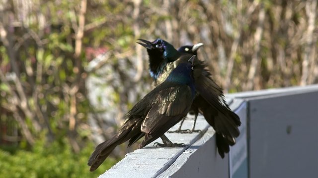 Iridescent Males of common Grackle in the breeding season.