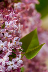 Lilac in the garden close-up
