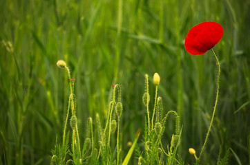 Red poppy on spring wheat field