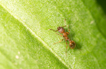 Ant on a green leaf. close
