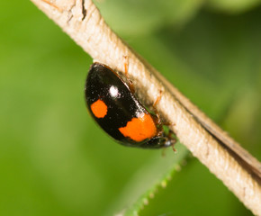 beetle on nature. close