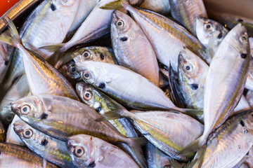 Obraz premium Fresh fish