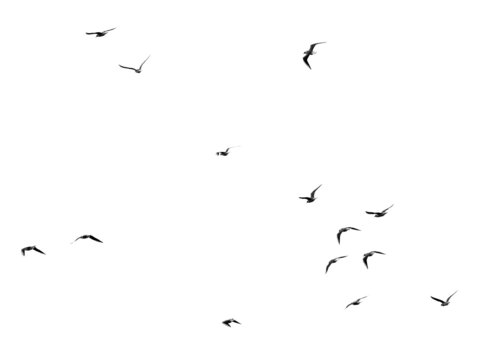 silhouette of a flock of birds on a white background