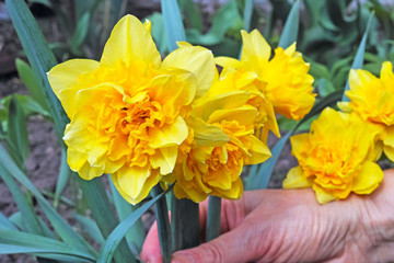 Daffodils on the flowerbed