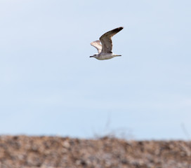 Seagull in the sky