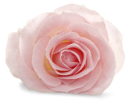 Pink rose on a white background with a soft shadow