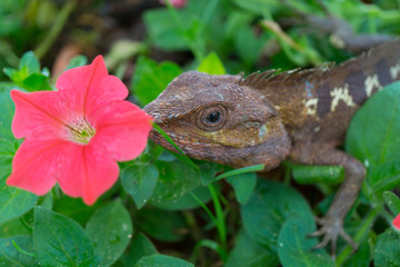 Tree lizard with pink flower