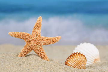 Fototapeta na wymiar Strand Szene im Sommer, Urlaub mit Seestern und Muscheln, Textfr