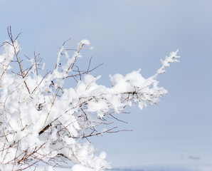 snow on the branches of a tree