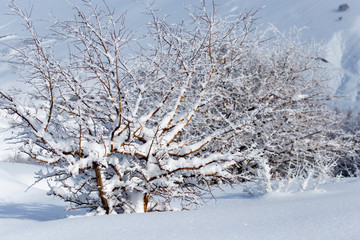 snow on the branches of a tree