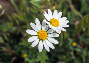 White daisies field
