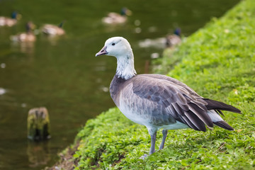 Griffon Goose Standing On The Shore Of The Pond.
