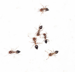 ants on a white wall