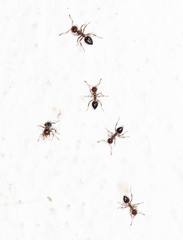 ants on a white wall
