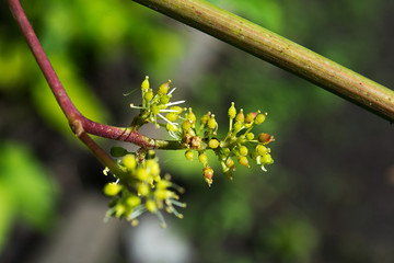 Flowering vines