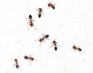 ants on a white wall