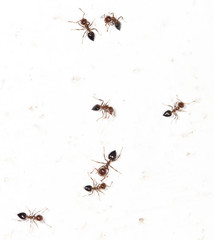 ants on a white wall