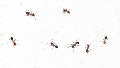 ants on a white wall