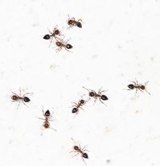 ants on a white wall