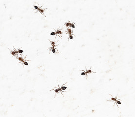 ants on a white wall