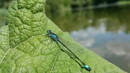 Dragonfly in nature close-up