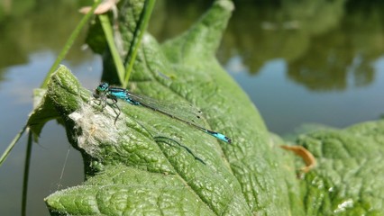 Dragonfly in nature close-up