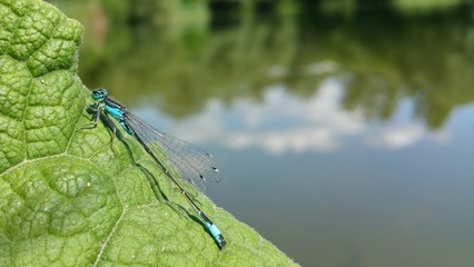 Dragonfly in nature close-up