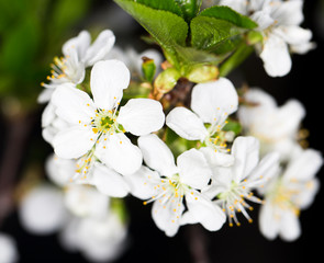 White cherry flowers on a black background