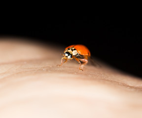 ladybug on the heand, macro
