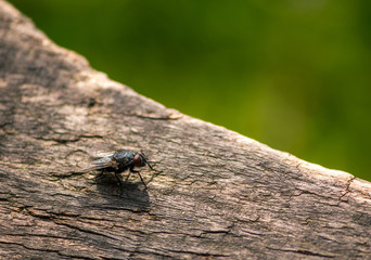 A fly basks in the sun