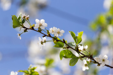 flowers on the tree against the blue sky