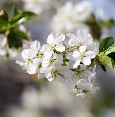 white flowers on the tree in nature
