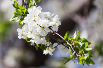 white flowers on the tree in nature