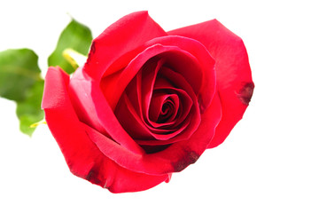 beautiful red rose isolated on white background