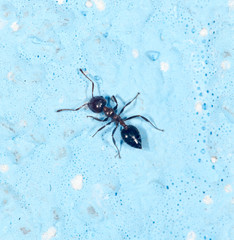 ant on a blue background
