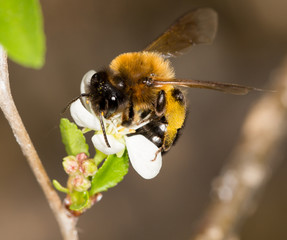 bee on a white flower in nature. close-up