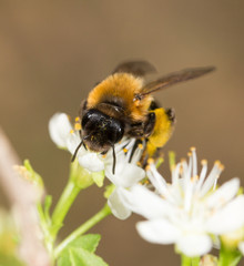 bee on a white flower in nature. close-up