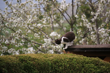 Hunting cat