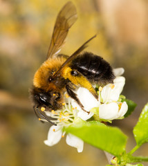 bee on a white flower in nature. close-up